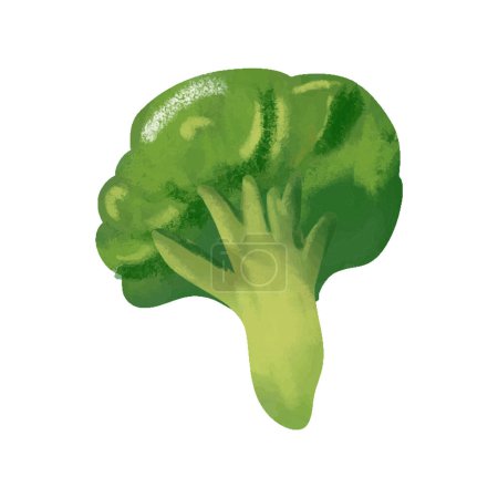 Foto de Brócoli verde acuarela aislado sobre un fondo blanco. Ilustración vectorial. - Imagen libre de derechos