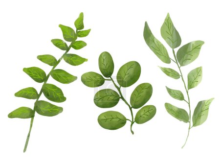 Foto de 3 hojas verdes aisladas en blanco - Imagen libre de derechos