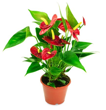Anthurien. Zimmerblume im Topf. Pflanze mit grünen Blättern und roten Blüten. Isoliert