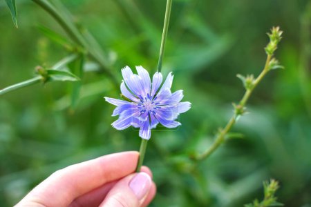 Photo for Blue chicory flower. Hand and intybus on a green background of nature. Coffee alternative. Inulin - Royalty Free Image