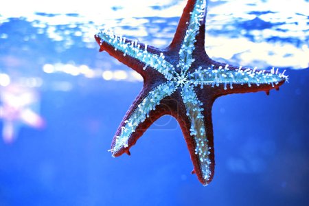 Photo for Marine life. Bright summer background. Starfish in blue water. - Royalty Free Image
