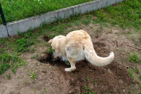 Foto de Un joven golden retriever está cavando un gran agujero en la hierba en el jardín. - Imagen libre de derechos