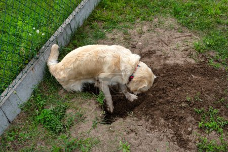 Foto de Un joven golden retriever está cavando un gran agujero en la hierba en el jardín. - Imagen libre de derechos