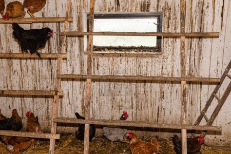 Hens standing on a wooden ladder in a chicken coop with dirty walls.
