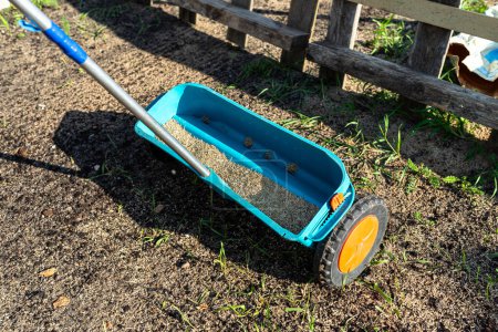 Sowing grass with a wheeled seeder, visible grass grains and black soil.
