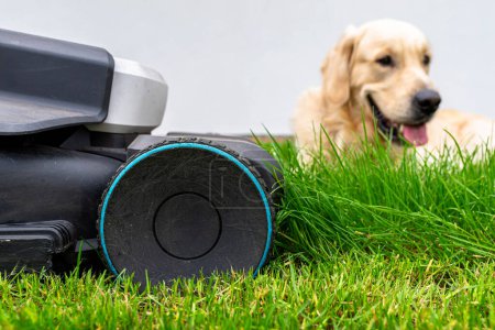 Photo for Mowing grass with an electric, powered mower, with a cutting width of 44 cm, in the background a young Golden Retriever. - Royalty Free Image