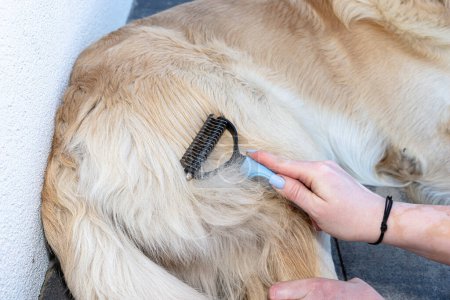 Combing the undercoat with a special comb of a young male Golden Retriever sitting on a terrace.