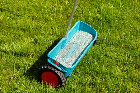 Fertilizing a young lawn with grass fertilizer in granules using a manual grass seeder.