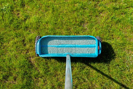 Photo for Fertilizing a young lawn with grass fertilizer in granules using a manual grass seeder. - Royalty Free Image