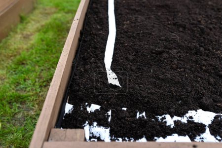 Sowing seeds on a belt in a wooden box lined with agrotextile from the inside and filled with soil and peat.