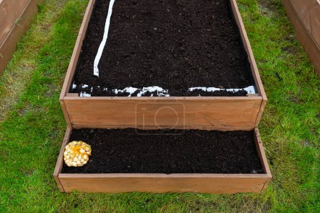 Siembra semillas en un cinturón en una caja de madera forrada con agrotextil desde el interior y llena de tierra y turba, pequeña cebolla visible.