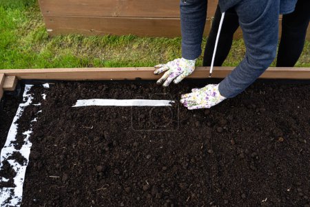 Sowing seeds on a belt in a wooden box lined with agrotextile from the inside and filled with soil and peat, womans hands visible.