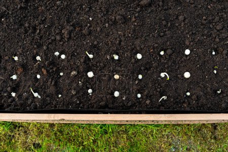 Semis de petits oignons en rangée dans une boîte en bois tapissée d'agrotextile à l'intérieur et remplie de terre et de tourbe.