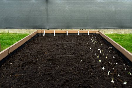 Sowing small onions in a row in a wooden box lined with agrotextile on the inside and filled with soil and peat.