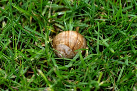 A red snail in the garden, eating grass, close-up shot.