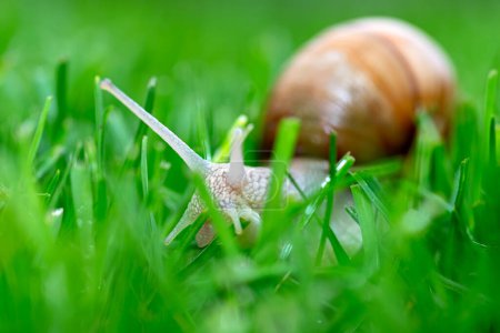 A red snail in the garden, eating grass, close-up shot.