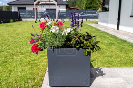 Téléchargez les photos : Diverses fleurs debout sur la terrasse dans un grand pot sur roues, pelouse en arrière-plan. - en image libre de droit