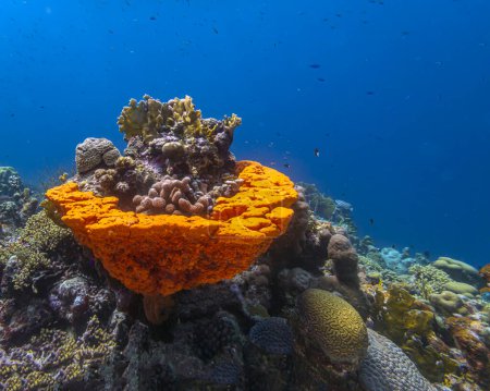 Foto de Arrecife de coral del Caribe frente a la costa de la isla de Bonaire - Imagen libre de derechos
