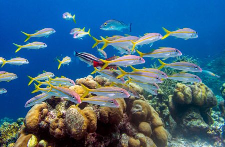 Téléchargez les photos : Récif corallien caribéen au large de l'île de Roatan - en image libre de droit