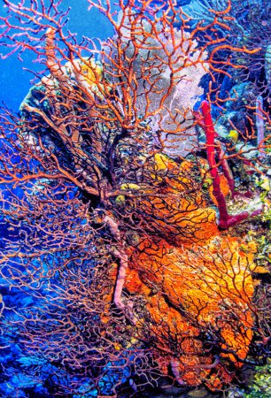 Karibisches Korallenriff vor der Küste der Insel Roatan
