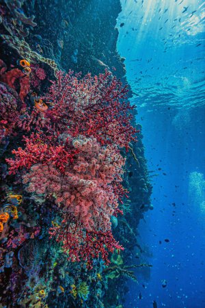 Foto de Arrecife de coral frente a la costa de Sulawesi Indonesia, - Imagen libre de derechos