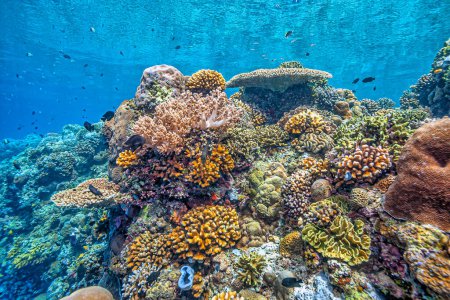 Foto de Arrecife de coral frente a la costa de Sulawesi Indonesia, - Imagen libre de derechos