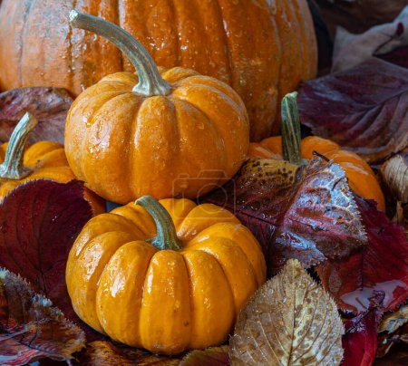 Photo for Autumn still life with pumpkins and fall leaves - Royalty Free Image