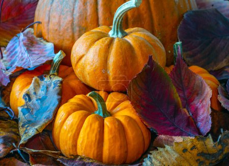 Photo for A pumpkin is a cultivar of a squash plant, most commonly of Cucurbita pepo - Royalty Free Image
