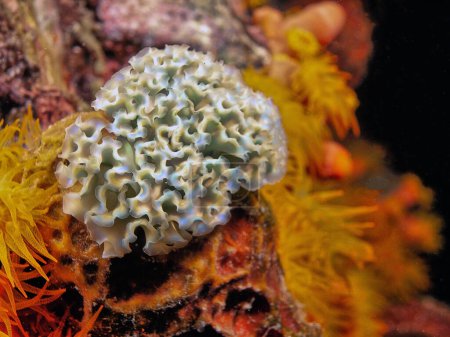 Photo for Elysia crispata, common name the lettuce sea slug or lettuce slug, is a large and colorful species of sea slug, a marine gastropod mollusk. - Royalty Free Image