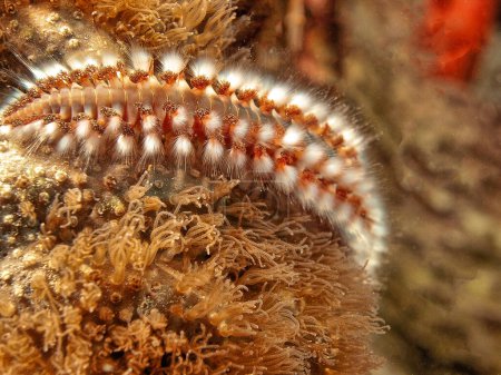 Foto de Hermodice carunculata, el gusano de fuego barbudo, es un tipo de gusano de cerdas marinas perteneciente a la familia Amphinomidae. - Imagen libre de derechos