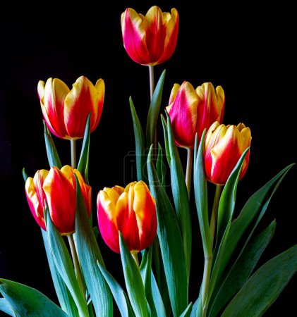 Tulipán en primavera en arreglado sobre fondo negro
