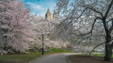 Téléchargez les photos : Printemps à Central Park, New York tôt le matin avec des pommiers à pommiers à fleurs - en image libre de droit