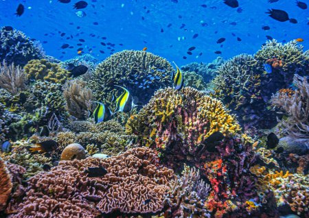 Foto de Arrecife de coral en el Pacífico Sur frente a la costa de la isla de Sulawesi del Norte, Indonesia - Imagen libre de derechos