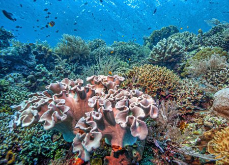 Foto de Arrecife de coral en el Pacífico Sur frente a la costa de la isla de Sulawesi del Norte, Indonesia - Imagen libre de derechos