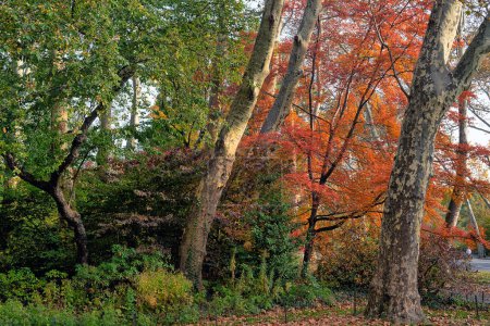 Photo for Autumn forest scene in Central Park, New York City - Royalty Free Image