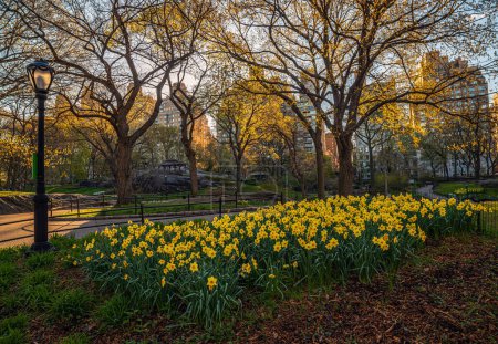 Photo for Spring in Central Park, New York City - Royalty Free Image