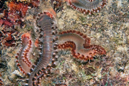 Hermodice carunculata, el gusano de fuego barbudo, es un tipo de gusano de cerdas marinas perteneciente a la familia Amphinomidae.