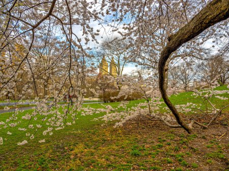 Téléchargez les photos : Printemps à Central Park, New York avec des cerisiers en fleurs - en image libre de droit