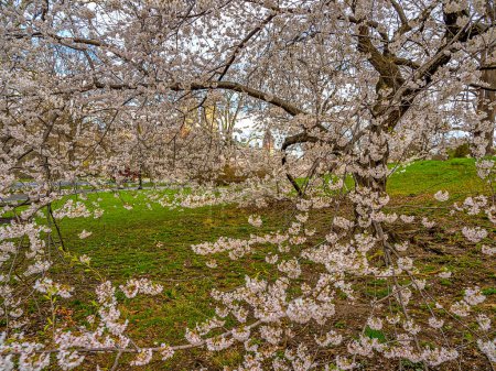 Photo for Spring in Central Park, New York City with cherry trees in bloom - Royalty Free Image