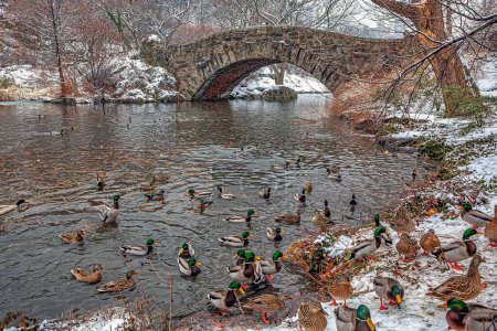 Photo for Gapstow Bridge in Central Park  during snow storm in the early morning - Royalty Free Image