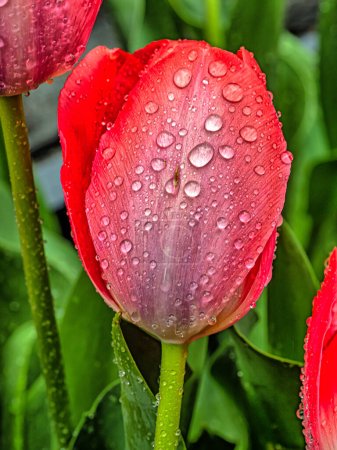 Téléchargez les photos : Tulip in spring in arrangemnt, red, with water drops - en image libre de droit