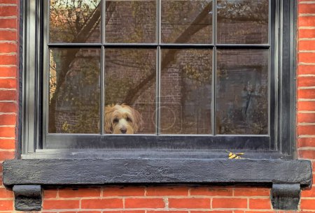 Foto de Small dog in the window of New York Brownstone - Imagen libre de derechos