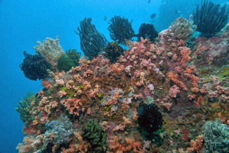 Foto de Coral reef in South Pacific with crinoids and colorful soft corals - Imagen libre de derechos