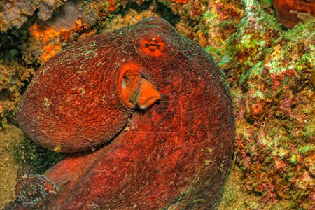 Foto de Amphioctopus marginatus, also known as the coconut octopus and veined octopus, is a medium-sized cephalopod belonging to the genus Amphioctopus. - Imagen libre de derechos