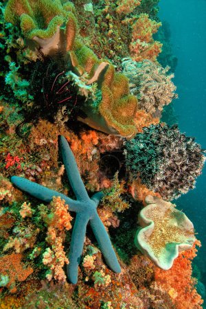 Foto de Coral reef in South Pacific with crinoids and colorful soft corals - Imagen libre de derechos
