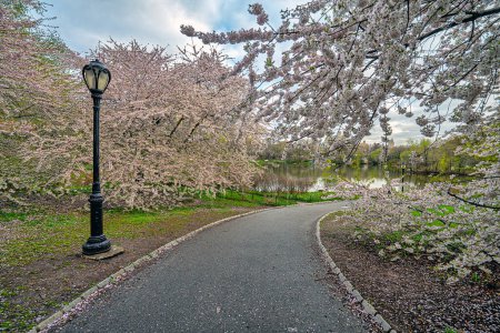 Photo for Spring in Central Park, New York City, early in the morning - Royalty Free Image