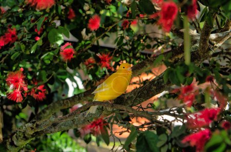 Téléchargez les photos : Yellow canary,Crithagra flaviventris, is a small passerine bird in the finch family. - en image libre de droit