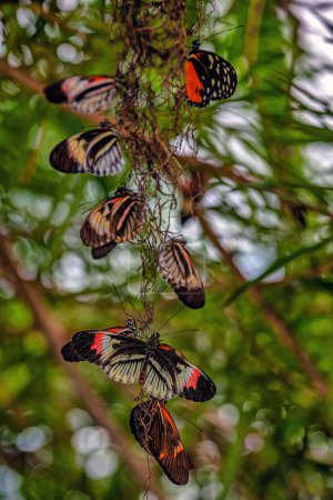 Téléchargez les photos : Heliconius comprend un genre coloré et répandu de papillons à pattes de brosse communément appelés les longwings ou héliconiens. - en image libre de droit