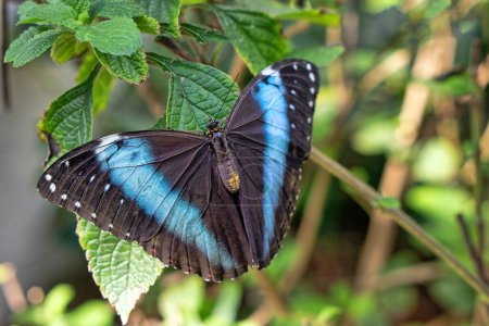 Foto de Morpho peleides, the Peleides blue morpho, common morpho is an iridescent tropical butterfly found in Mexico, Central America, northern South America, - Imagen libre de derechos