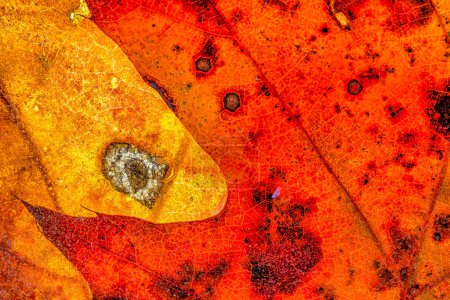 Photo for Autumn fall foliage in forest closeup of leaf that has been frozen - Royalty Free Image